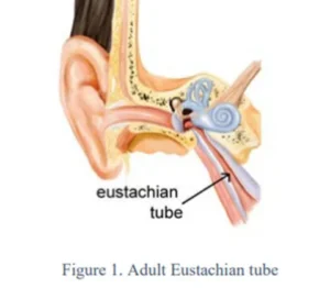 Illustration of an adult human ear anatomy highlighting the Eustachian tube.